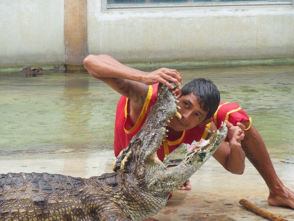 Samutprakarn Crocodile Farm, Yai, crocodile wrestling stage show
