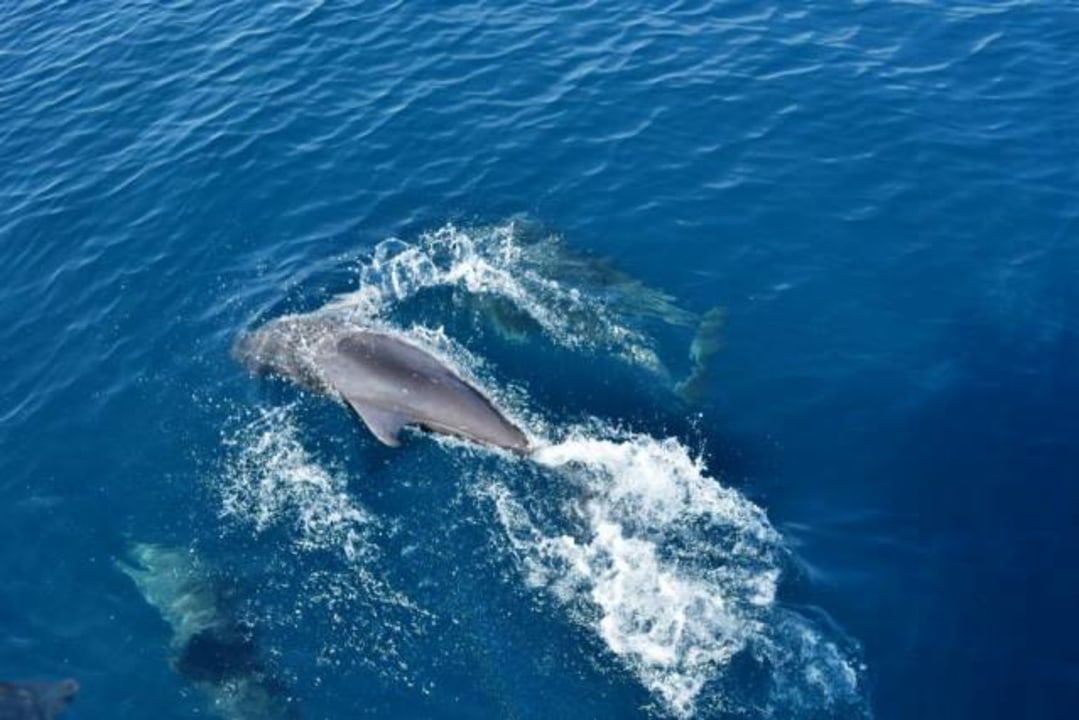 Adriatic Sea dolphins, Pakoštane coastline, Zadar skyline