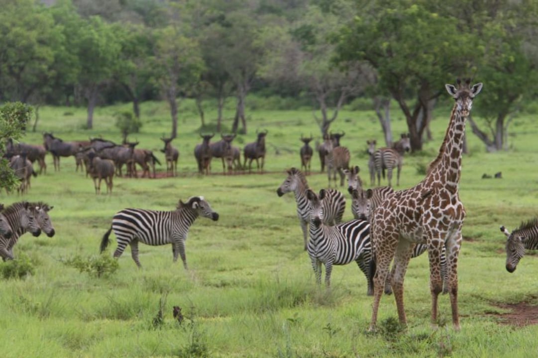 Rufiji River boat safari, Selous Game Reserve plains, Ruaha National Park savannah, Sanje trail waterfalls