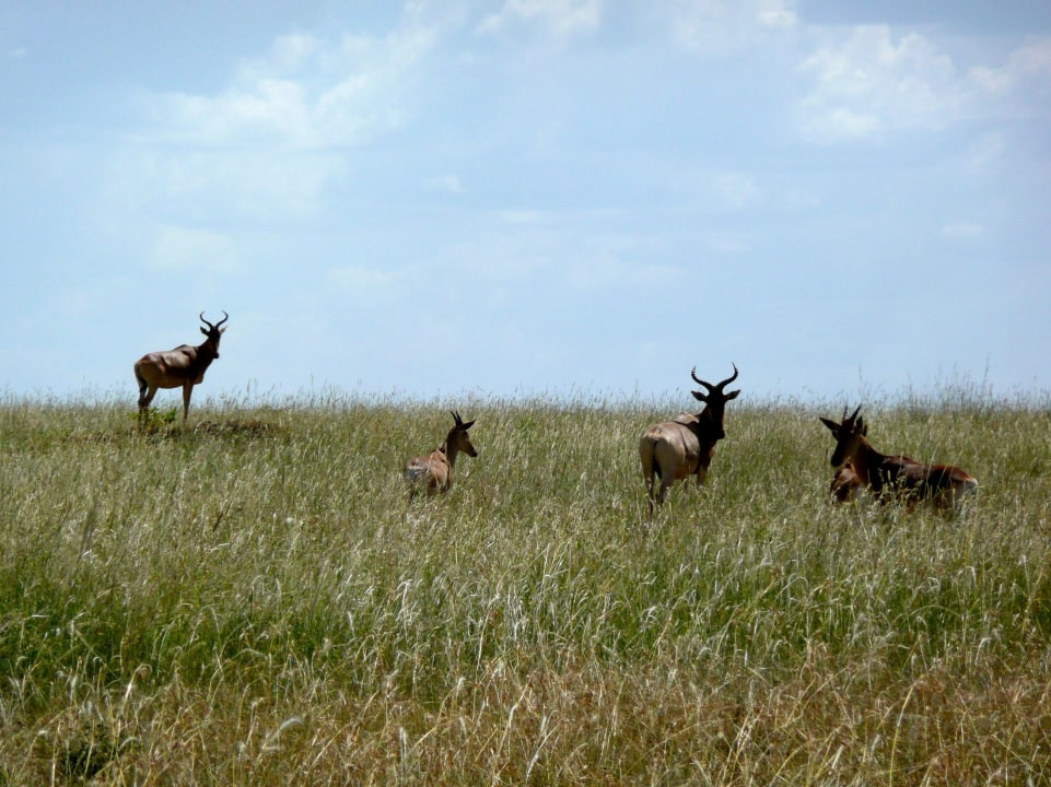 Masai Mara plains, Great Rift Valley viewpoint, Narok Masai town