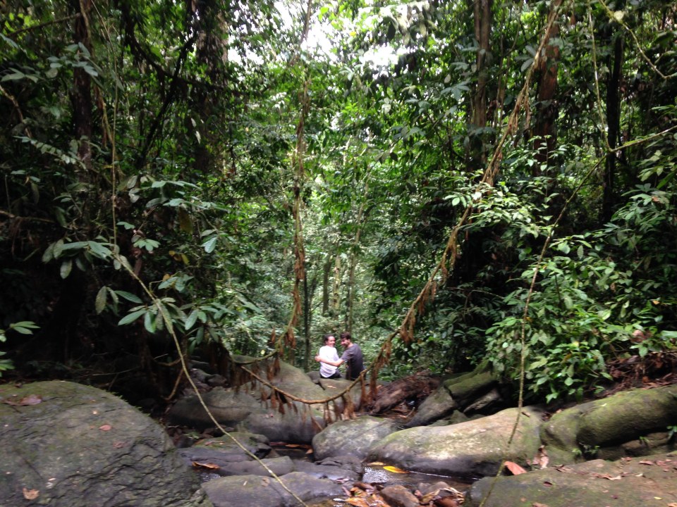 Gunung Leuser National Park rainforest, Sumatran orangutan (Pongo Abelli), Kong Paluh, Kutapanjang, Gayo Lues Regency, Aceh 24653, Indonesia
