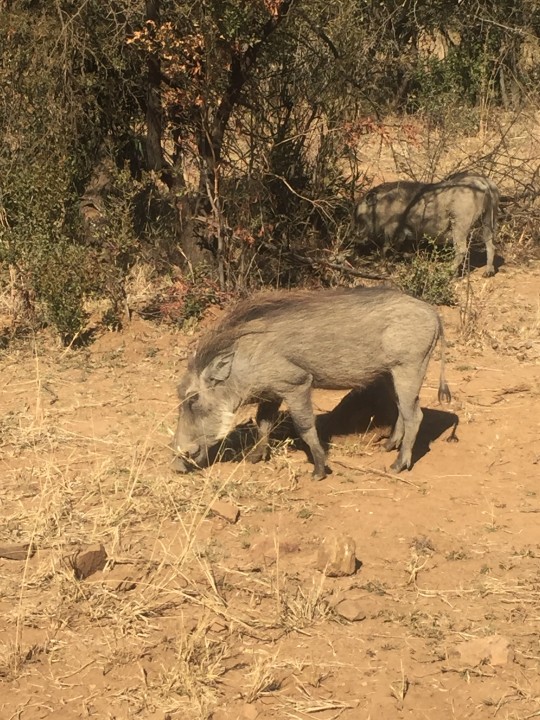 Pilanesberg Wildlife Park watering holes, Kwa-Maritane and Bakubung Gate entry points, Valley of Waves at Sun City