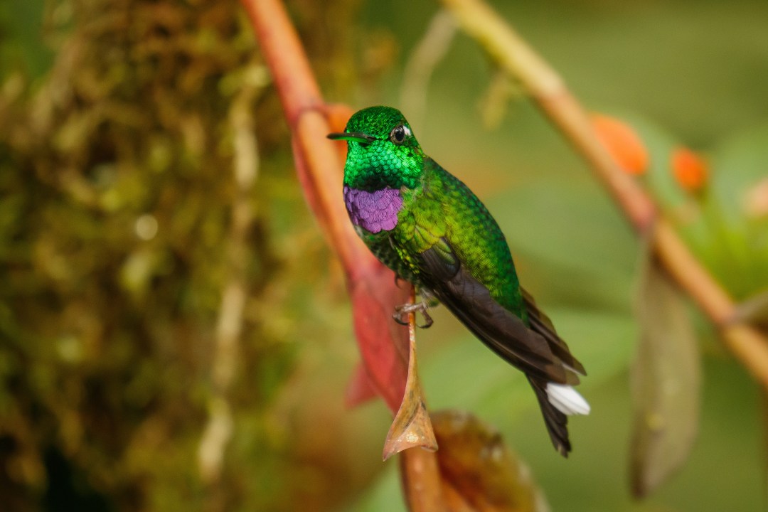Mindo Cloud Forest, hummingbird garden, tropical butterfly garden, local cacao farm