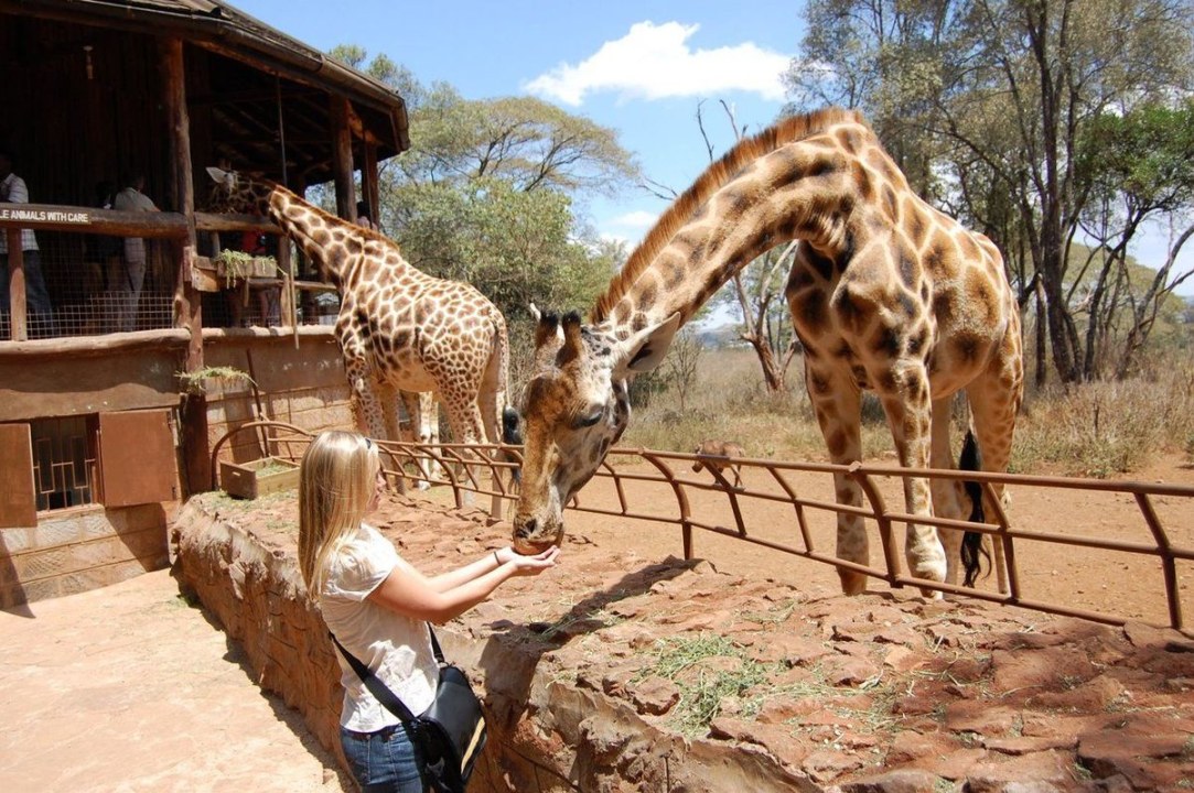 David Sheldrick Elephant Orphanage, Giraffe Centre, Nairobi Monkey Park