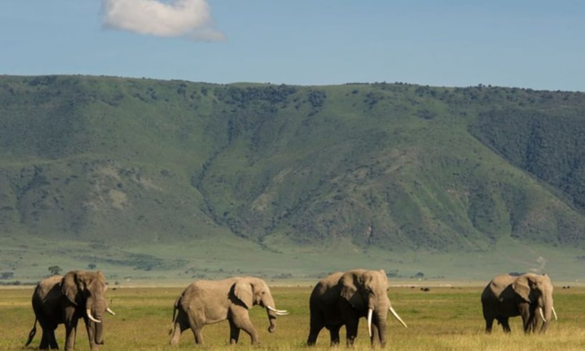 Tarangire National Park, Ngorongoro Crater, Lake Manyara National Park