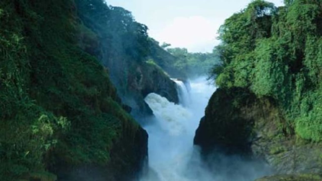 Bwindi Impenetrable National Park gorilla tracking, Kazinga Channel boat cruise, Ishasha sector tree-climbing lions, Ziwa Rhino Sanctuary rhino tracking