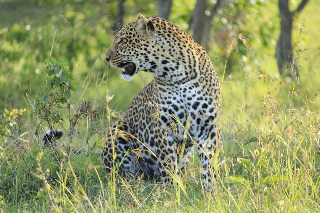Masai Mara, Mara River crossings, Great Rift Valley escarpment