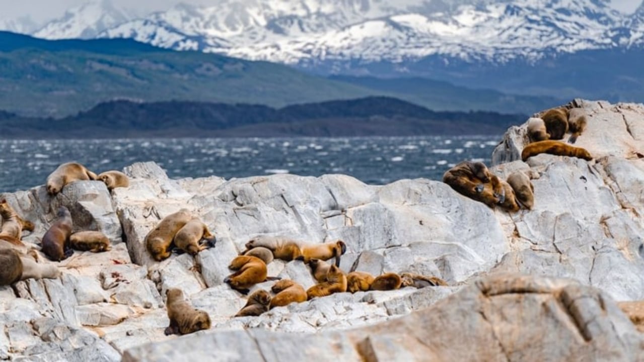 Perito Moreno Glacier, Estancia Cristina, Upsala Glacier, Beagle Channel sailing