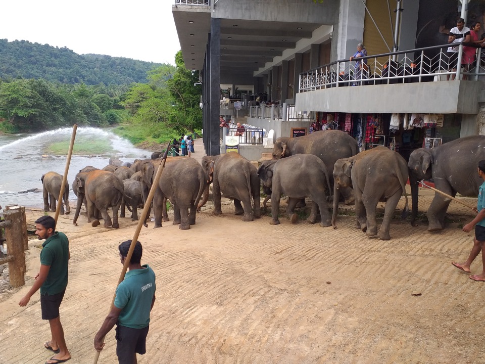 Knuckles Valley, Pinnawala Elephant Orphanage, World's End