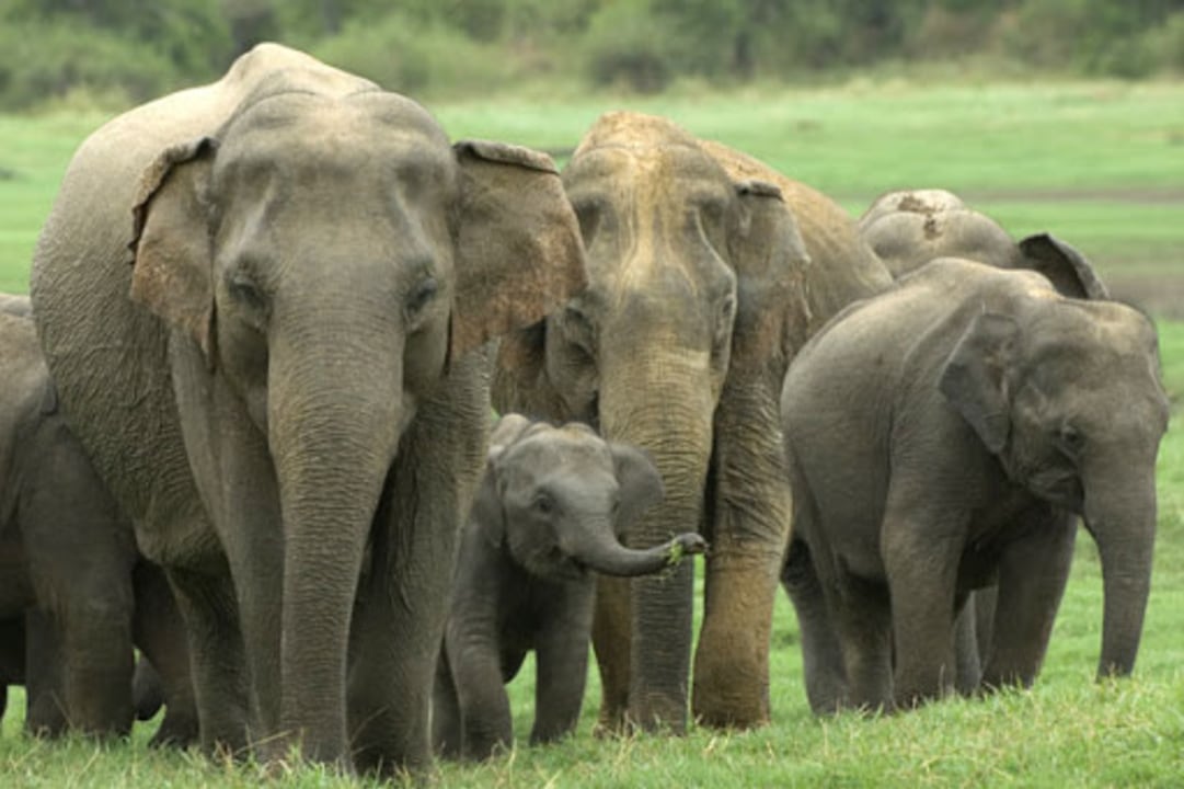 Yala National Park, leopards and elephants, wild peacocks and blue-tailed bee-eaters