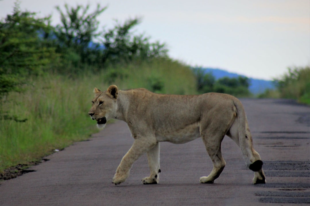 Kruger National Park, Mpumalanga's eastern Lowveld, river or waterhole