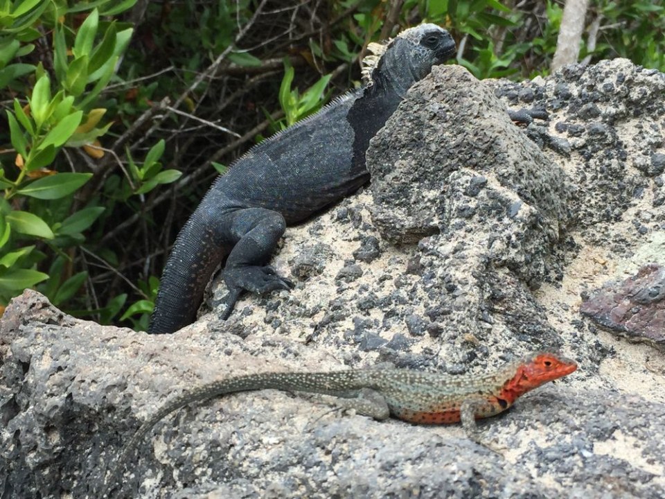 Kicker Rock, cliffside Tijeretas Hill, Charles Darwin Research Station, Tortuga Bay