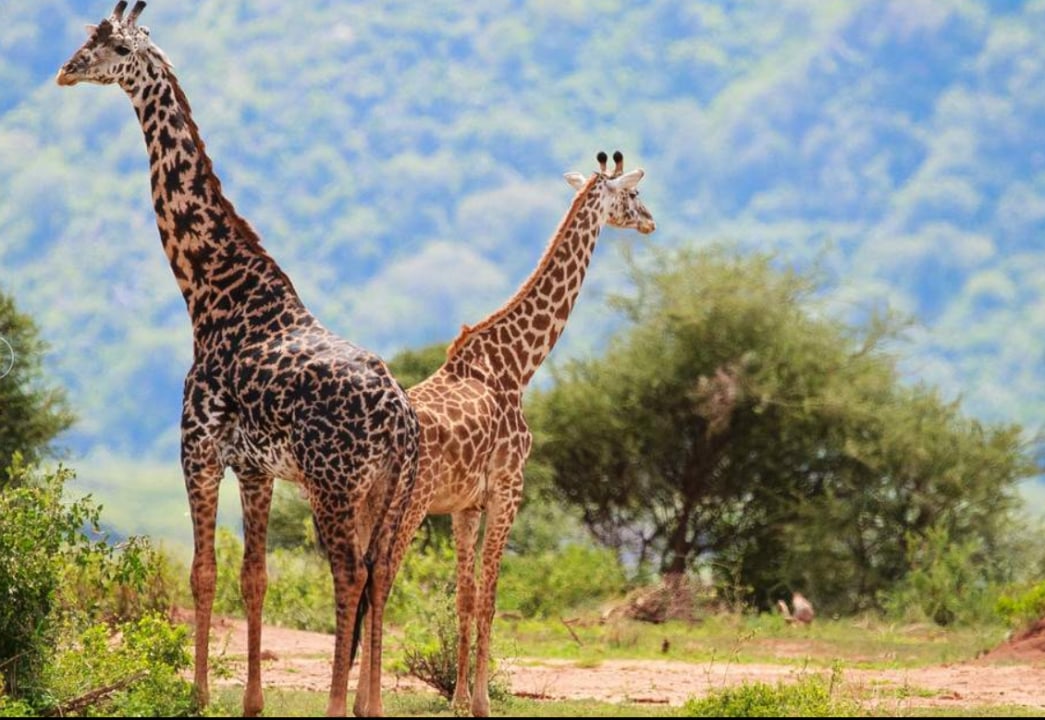 Masai Mara, Great Rift Valley viewpoint, Serengeti National Park, Ngorongoro Crater
