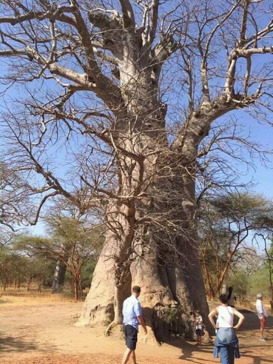 Bandia Reserve, Baobab graveyard, crocodile pond