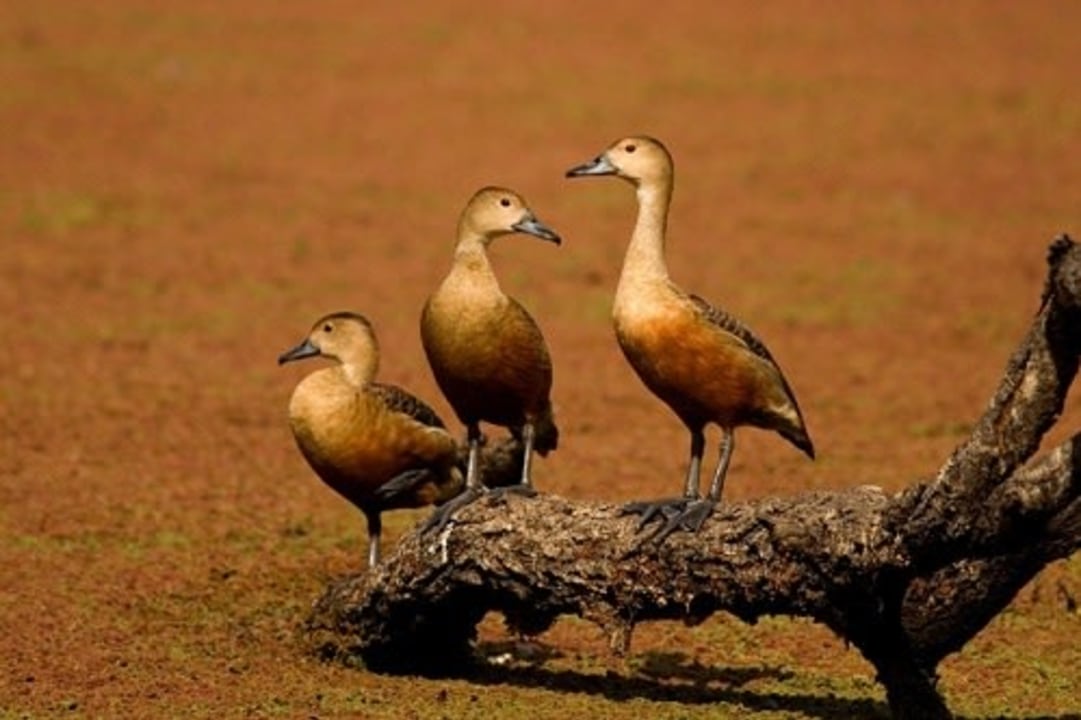 Keoladeo National Park wetlands, Keoladeo Temple, Shanti Kutir watchtower