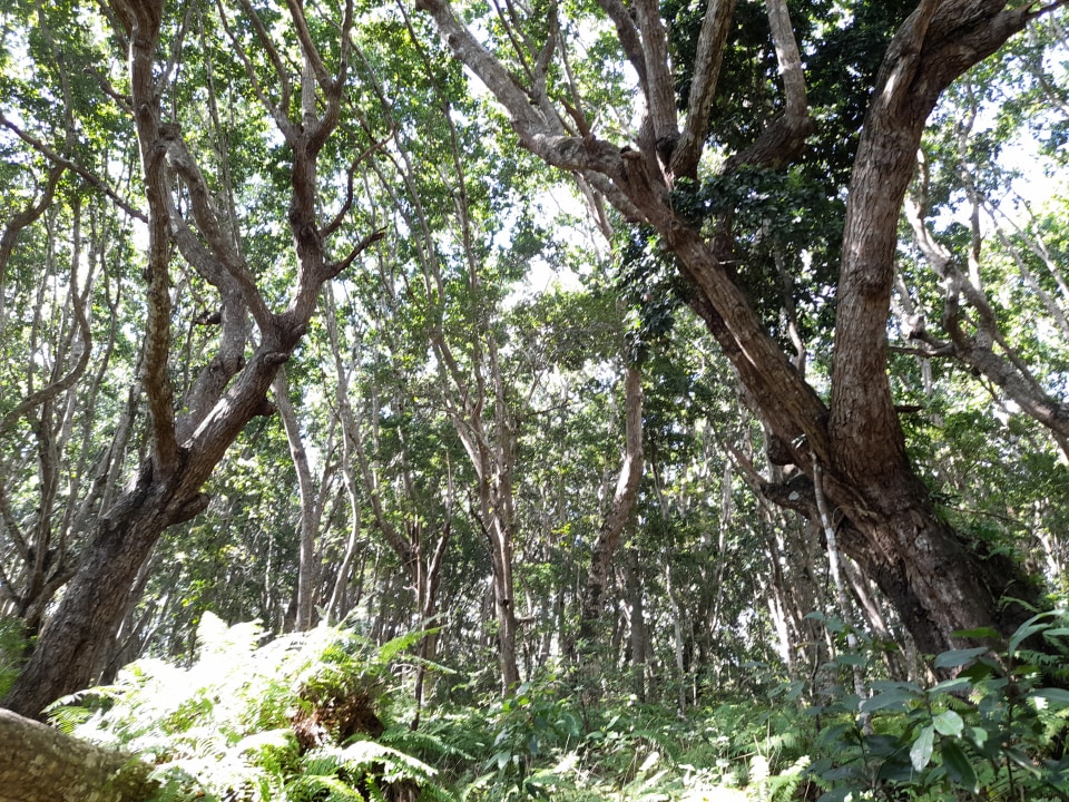 Jozani Chwaka Bay National Park mangroves, big red mahogany trees, red colobus monkeys