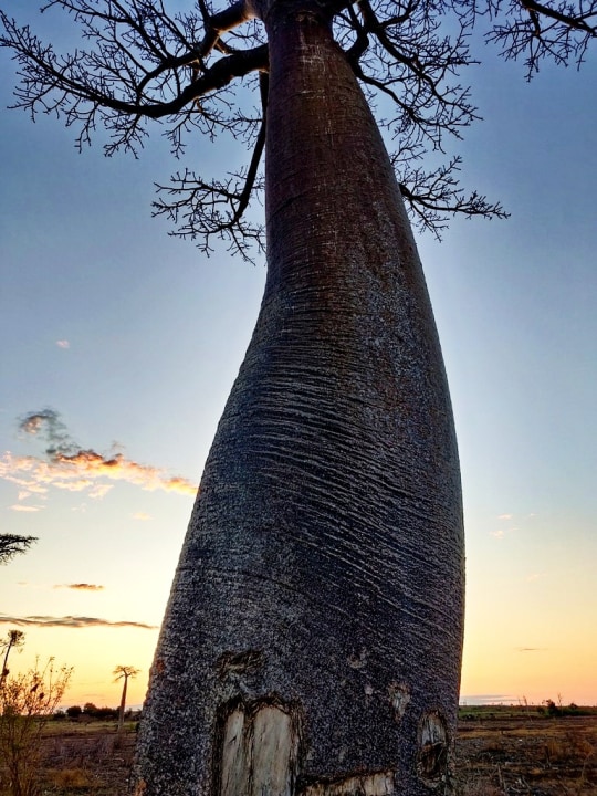 Tsingy of Bemaraha limestone pinnacles, Avenue of the Baobabs at sunset, Antsirabe thermal hot springs