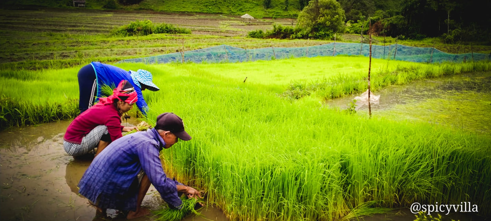 Mae Wang Countryside, Karen Village homestays, Spicy Villa jungle surrounds, Wang River bamboo rafting
