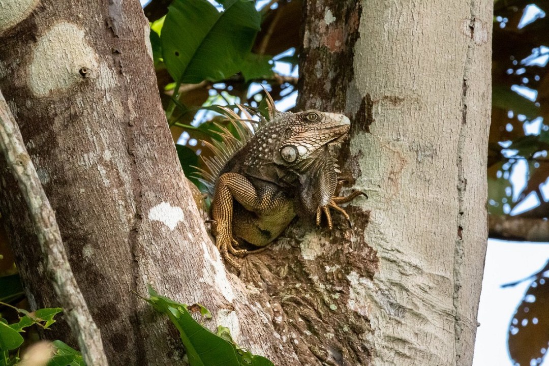 Gamboa gateway to the Panama Canal, Gatun Lake shoreline, Monkey Island jungle