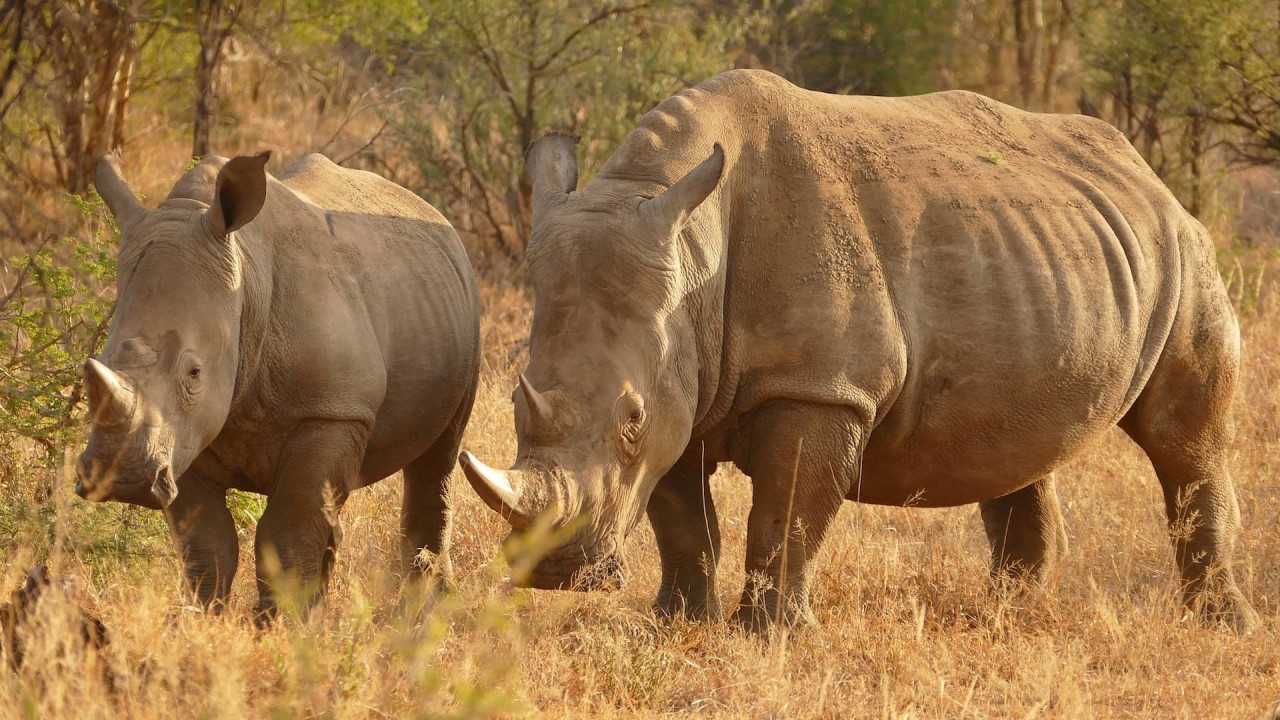 Samburu National Reserve, Masai Mara, Nanyuki landscape
