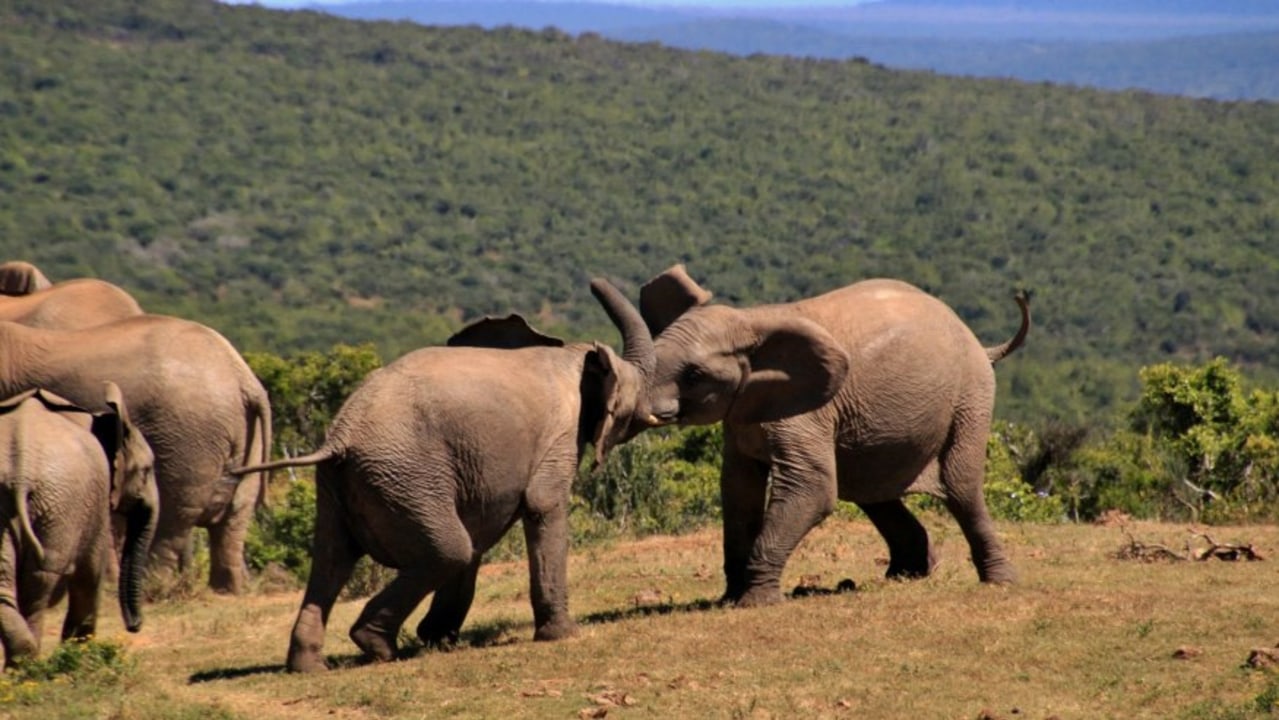 Arusha National Park, Momella and Ngurduto Crater lakes, waterfall viewpoint