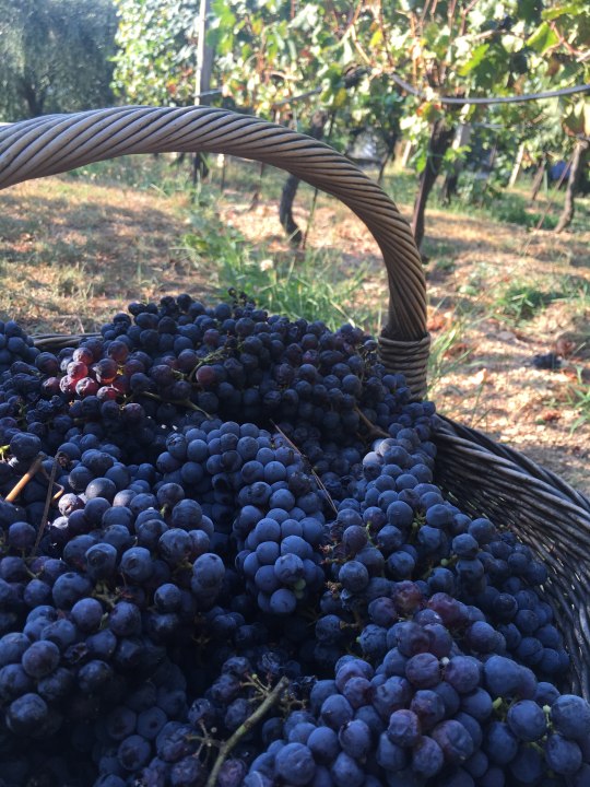 Herceg Novi, Montenegro, family-owned wineries, olive oil and grappa