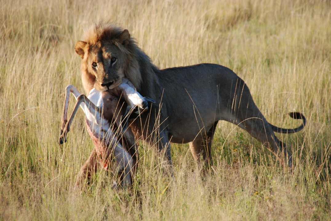 Kruger National Park, the Lowveld of Mpumalanga Province, open-roof safari vehicle