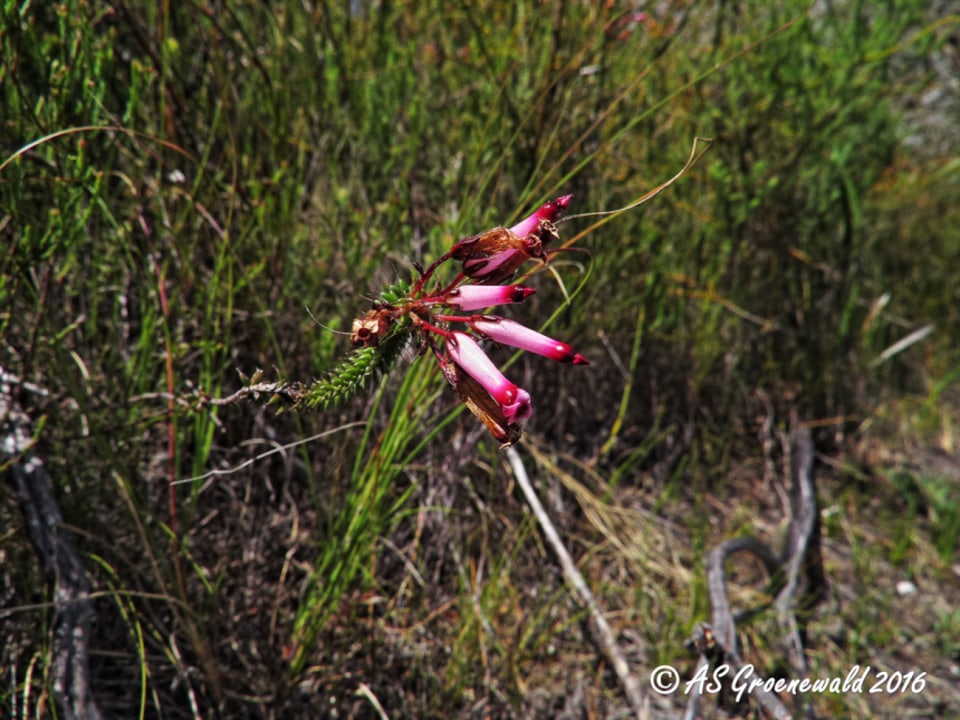 Harold Porter National Botanical Gardens, Zig-Zag Trail, Betty's Bay coastline, Kogelberg Biosphere Reserve