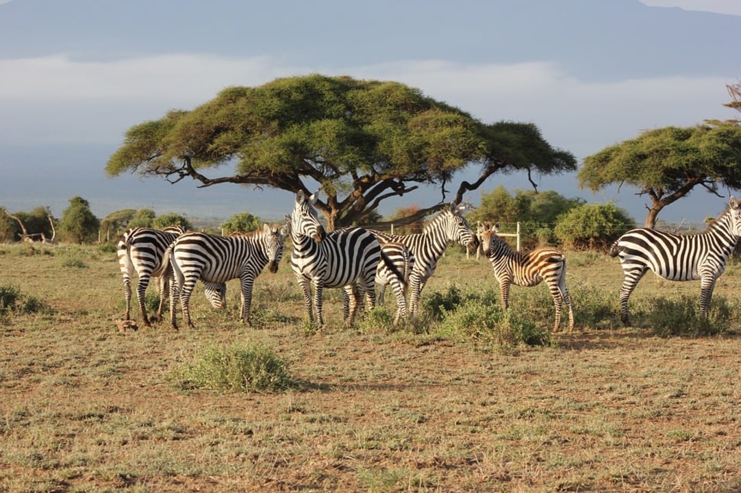 Hot-air ballooning over Masai Mara, Samburu National Reserve, Amboseli National Park