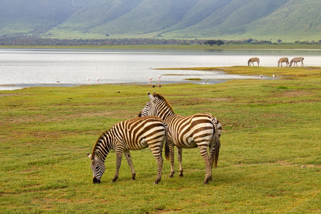 Lake Manyara National Park, vast Serengeti plains, Seronera region, Ngorongoro Crater