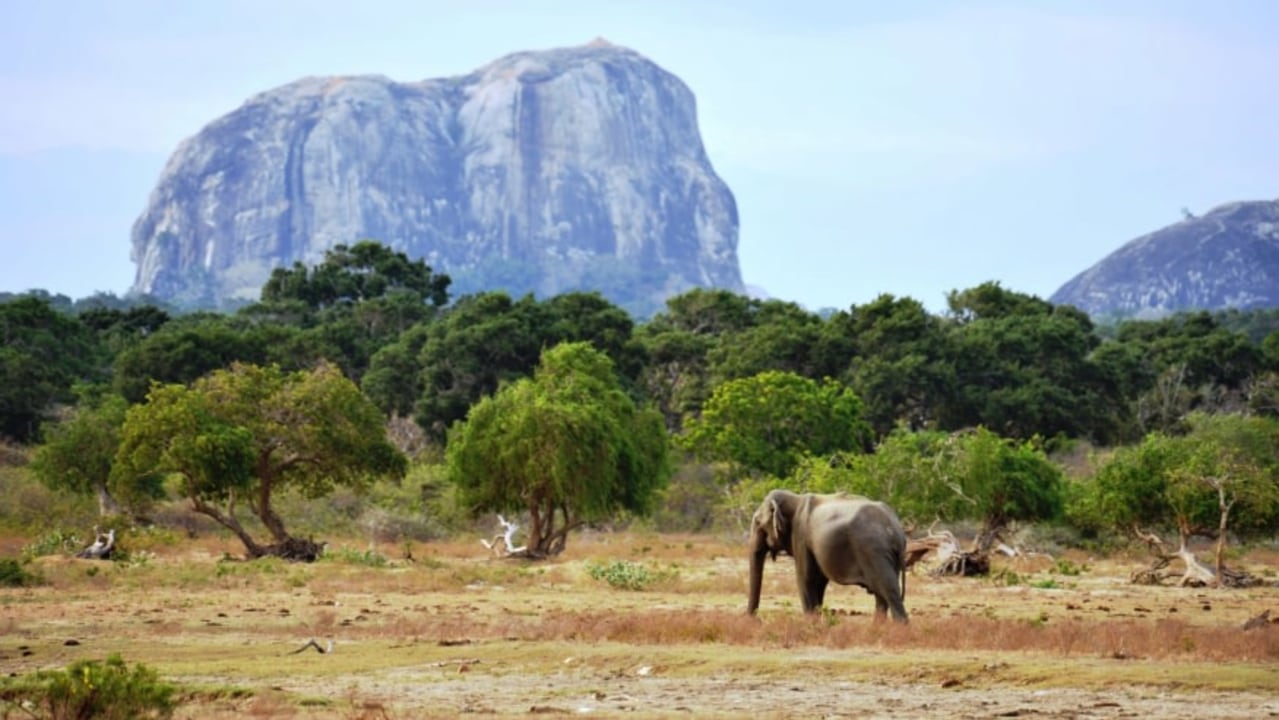 Yala National Park safari, Whale watching in Mirissa, Galle Fort, Turtle Hatchery
