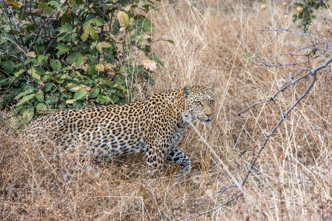Chobe National Park, Chobe riverbanks, Kasane