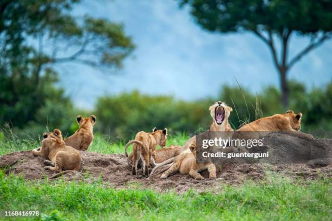 Ngorongoro Crater, Great Rift Valley, Tarangire National Park baobab trees and elephant herds
