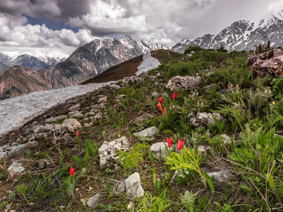 Samarkand, Urgut, Zeravshan Mountains, tulip fields