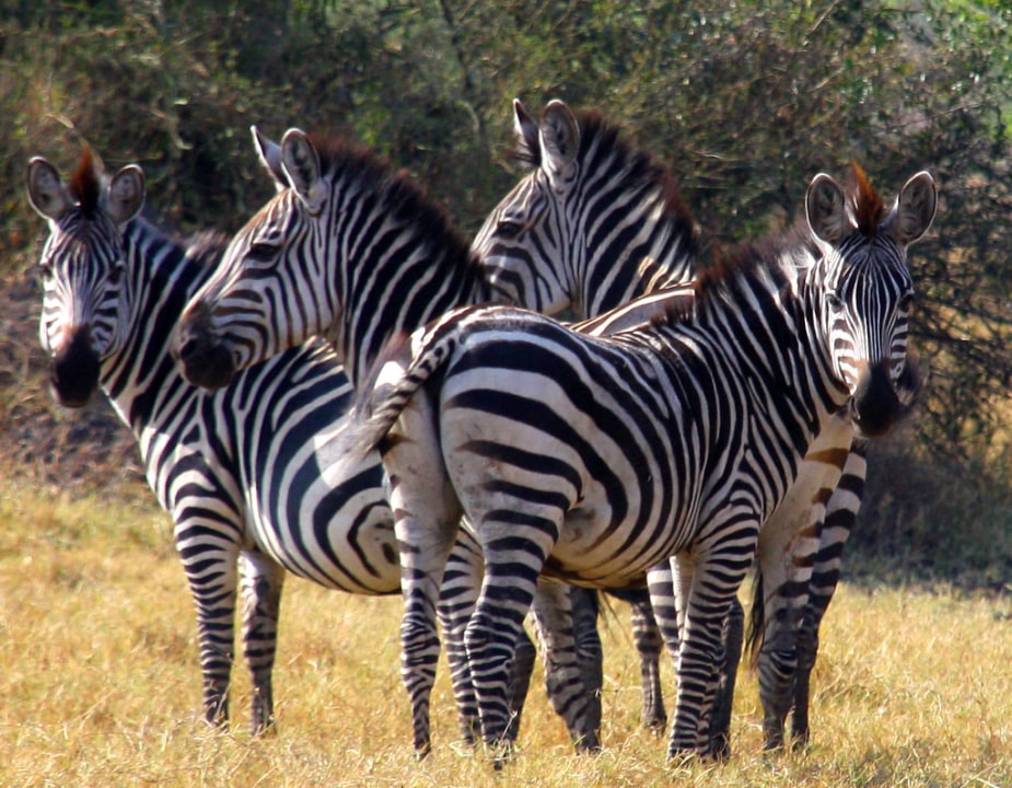 Lake Mburo National Park, Rwonyo Camp and the Equator