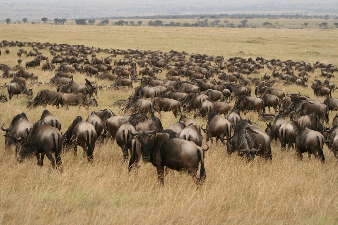 Masai Mara plains, Great Rift Valley escarpment, Serengeti National Park, Ngorongoro Crater floor
