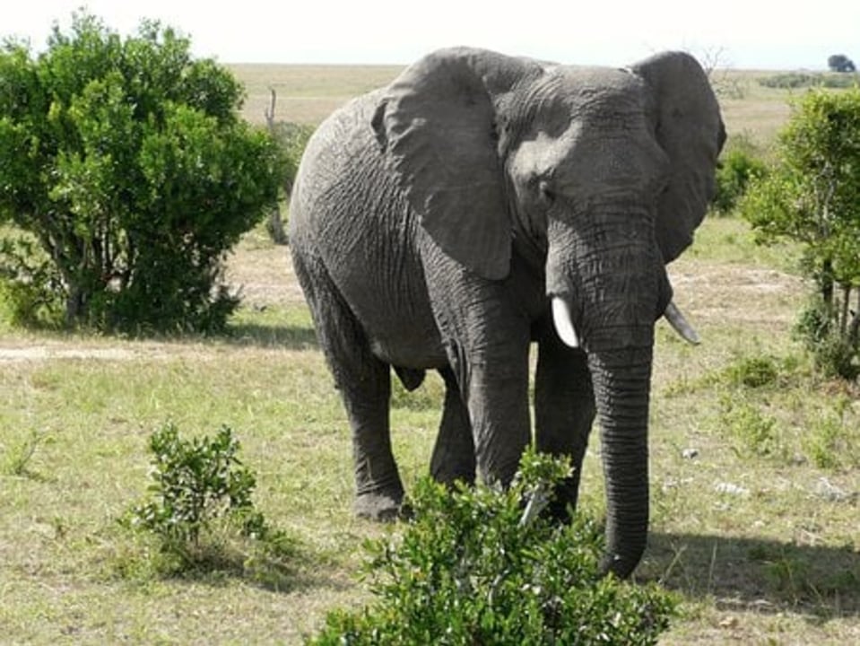Masai Mara grasslands, Great Rift Valley escarpment, Kikuyu farmland