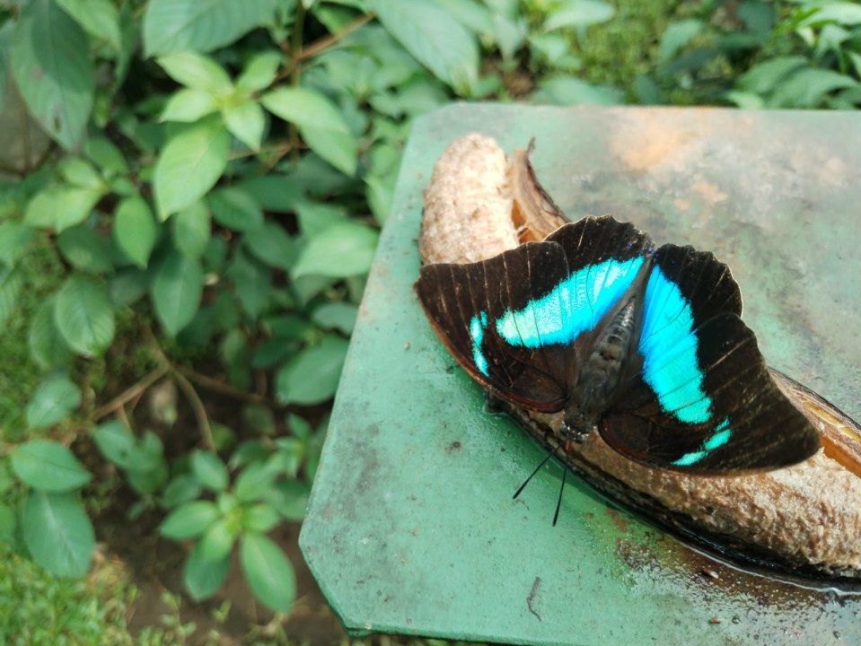 La Paz Waterfall Gardens, five waterfalls, butterfly and hummingbird gardens