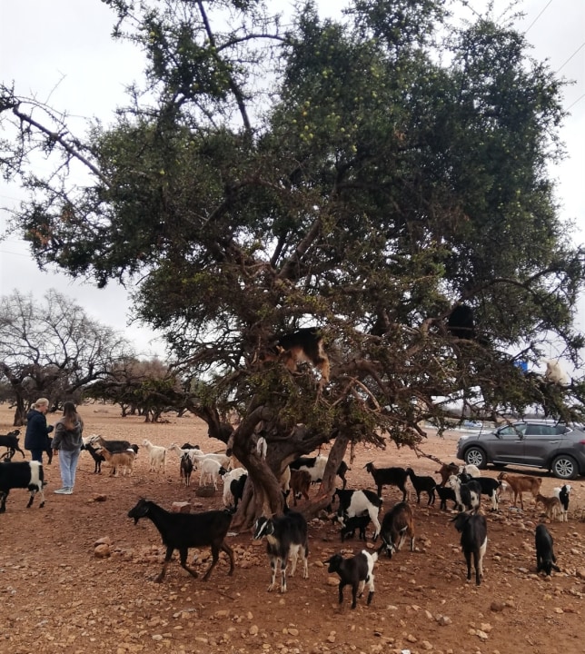 Agadir, goats climbing Argan trees, Souk Al Ahad, Argan cooperative