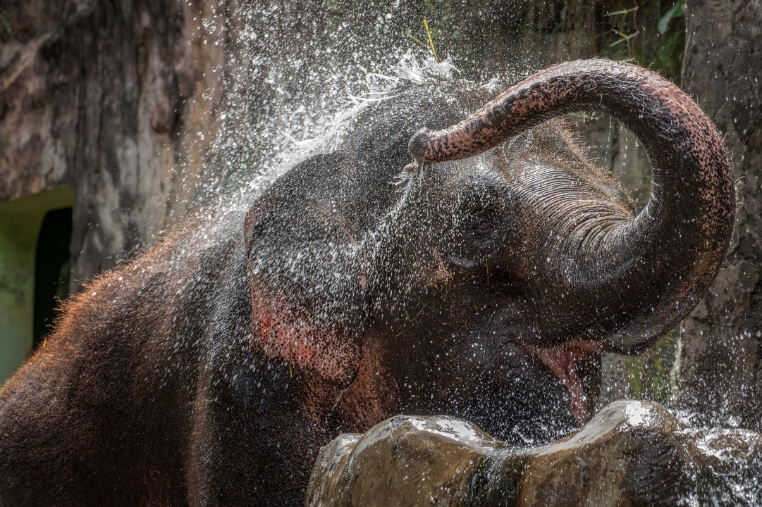 Udzungwa Mountains National Park, Sanje Waterfalls, Ruaha National Park, Selous Game Reserve