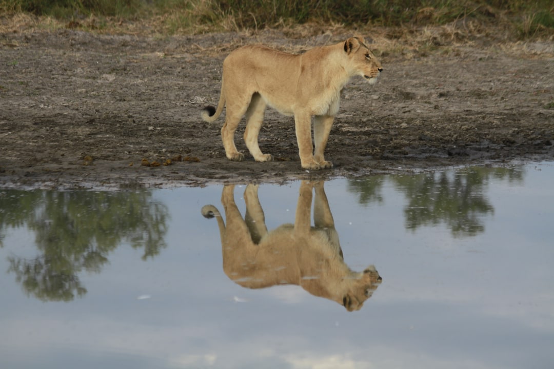 Nxai Pan salt pans, Okavango Delta aerial views, Moremi Game Reserve waterways, Khwai River mokoro