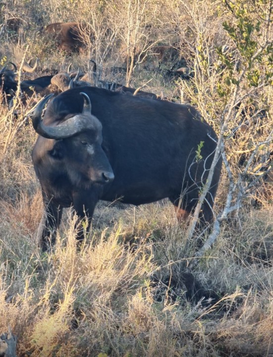 Aquila Private Game Reserve, Big-5 game drive, African Boma restaurant