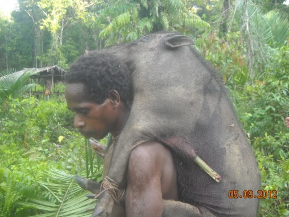 Brazza River motorized canoe, Kolf River tributaries, Mabul jungle camp, Lake Sentani fishermen villages
