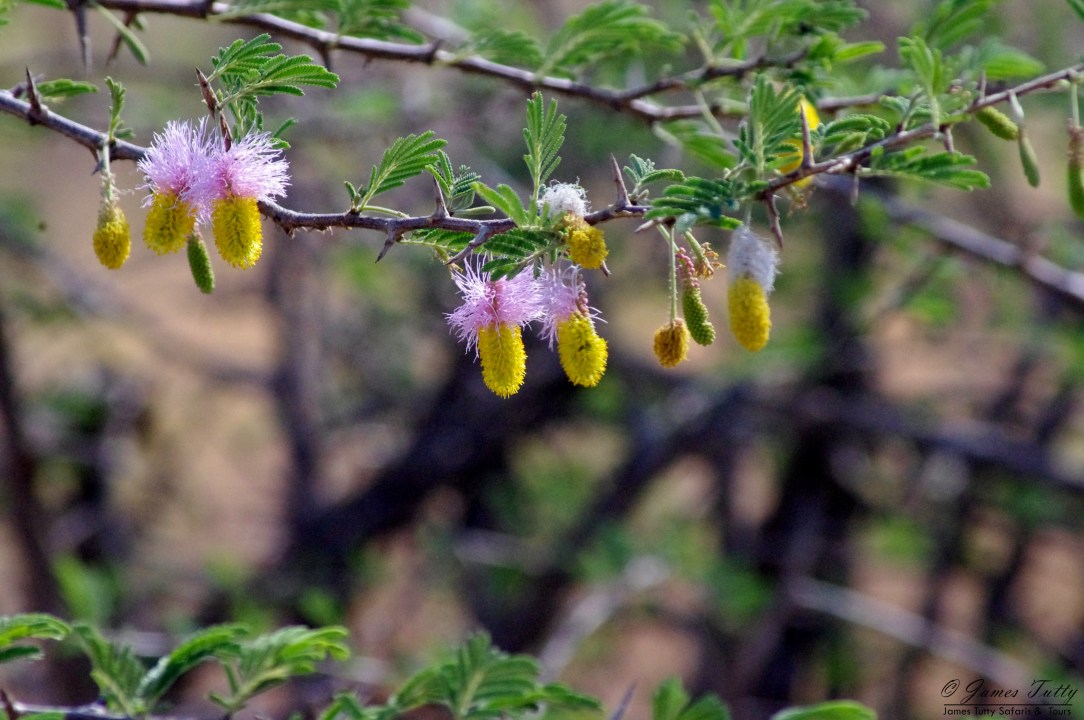 Pilanesberg National Park, Pilanesberg Centre, Johannesburg