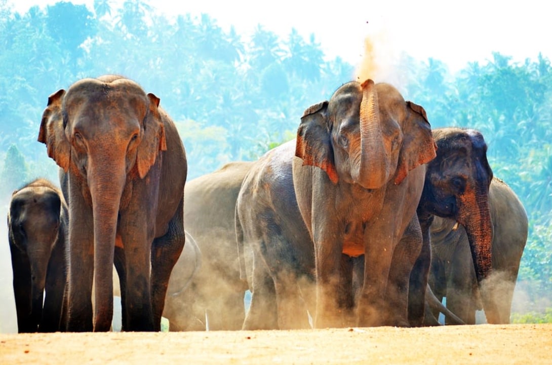 Sigiriya Rock, Pinnawala Elephant Orphanage, Galle Fort