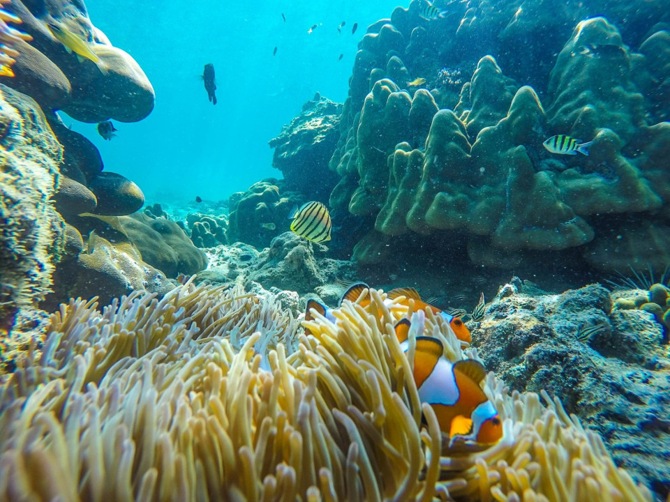 Maya Bay, Pileh Cove (Emerald Lagoon), Bamboo Island coral reef, Phi Phi Don Island beach