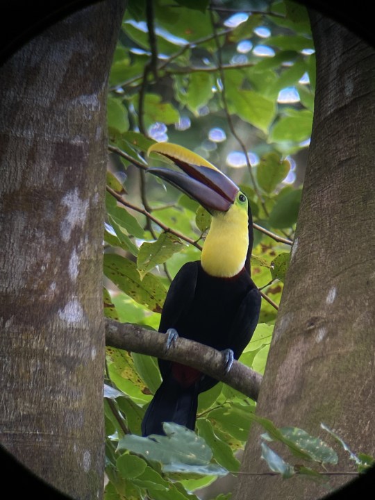 Hacienda Barú, flat shady rainforest trails, Quepos, Manuel Antonio Park