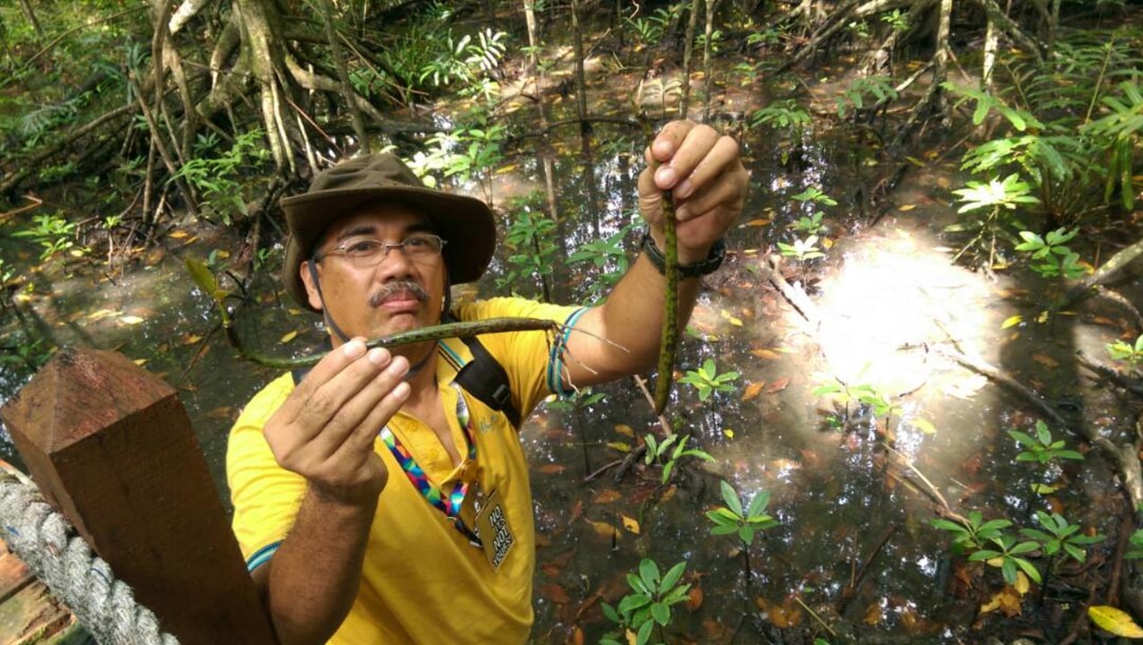 Matang Mangrove Forest Reserve, fishing village, fish farm, firefly display