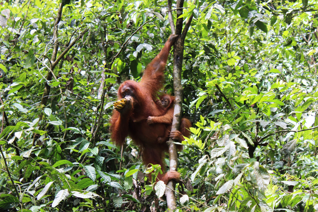 Lake Toba, Samosir Island, Bukitlawang jungle, Tangkahan elephant washing