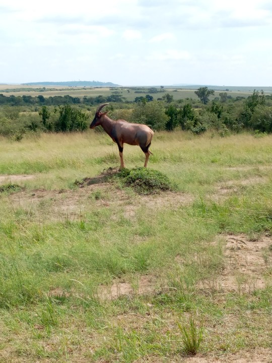 Masai Mara grasslands, Lake Nakuru National Park soda lake, Nairobi